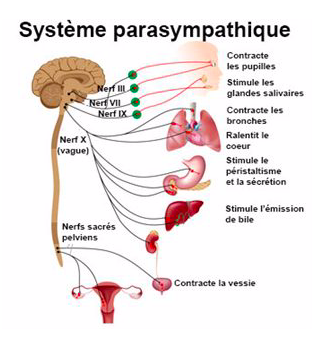 Oesophage irrité